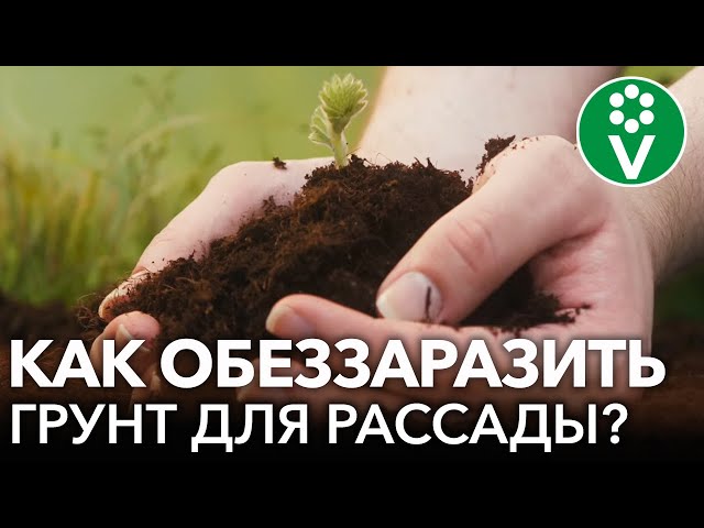 Как правильно выбрать и обеззаразить землю для рассады?