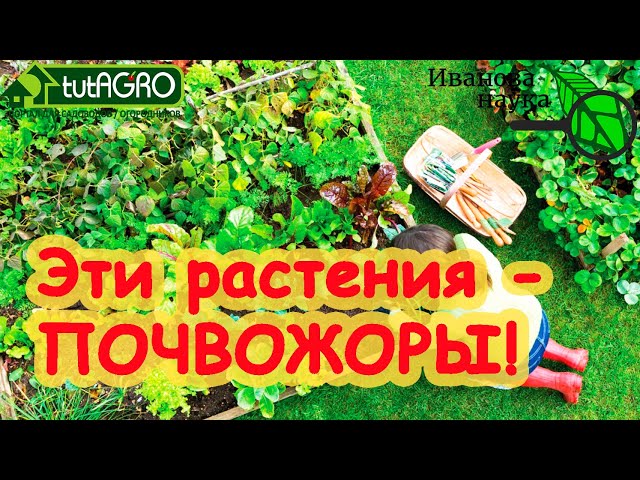 Какие растения больше всего влияют на истощение почвы?