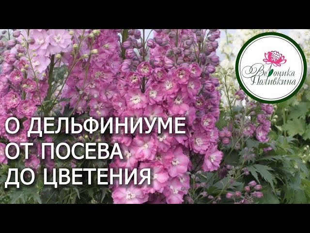 10 секретов выращивания дельфиниумов из семян