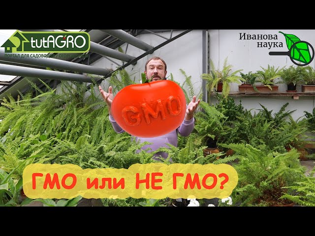 Как отличить ГМО от обычных продуктов