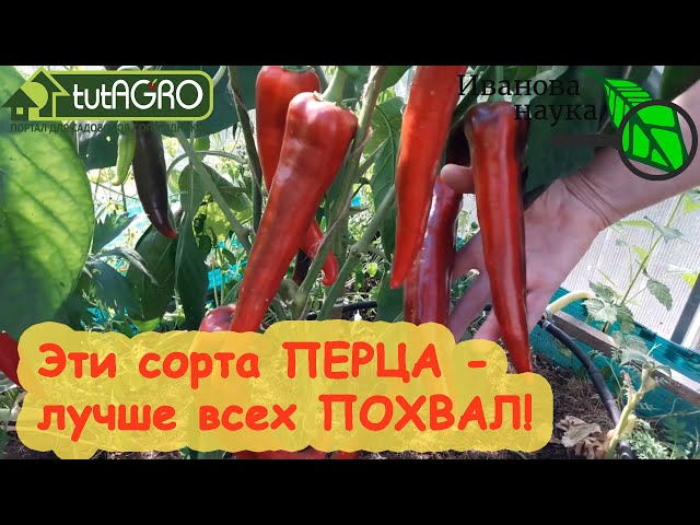 Сорта сладкого перца для хорошего урожая