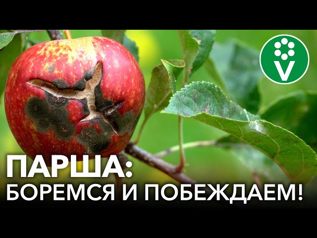 Парша яблони и груши: полная схема обработок с весны до осени