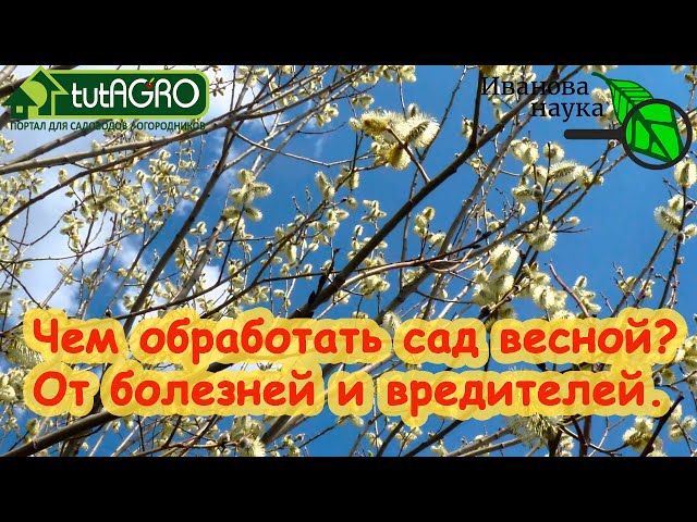 Обработка сада от болезней и вредителей рано весной...