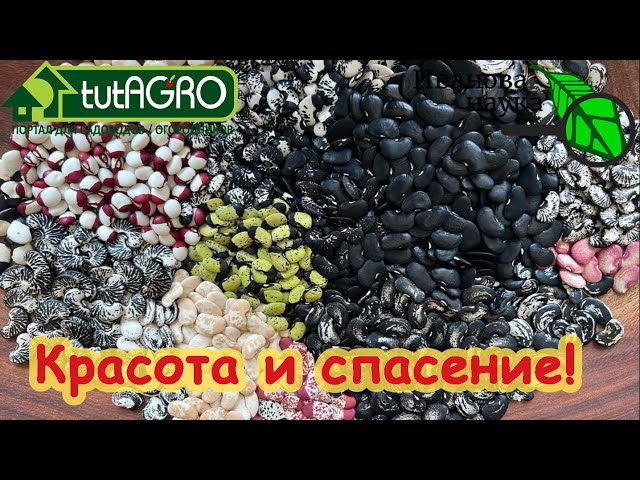 Вот что выручит и в безденежье, и когда нет настроения! Фасоль!