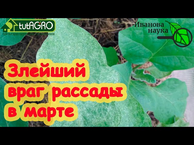 Злейший враг рассады в марте!