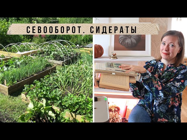 Сидераты в севообороте