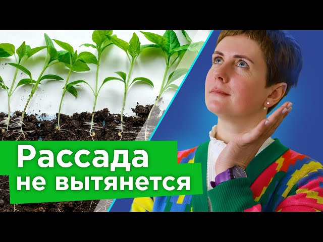 Рассада никогда не вытянется, если делать так