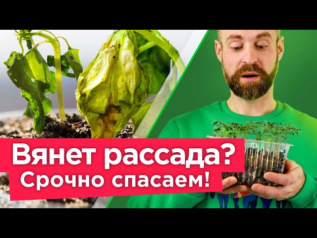 Страшные болезни рассады и как их избежать