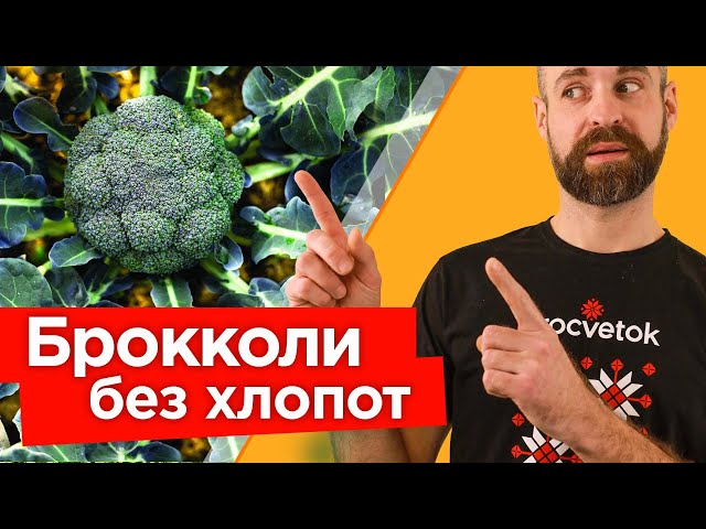 Тонкости выращивания брокколи от семян до урожая