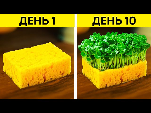 Умные лайфхаки для ваших растений