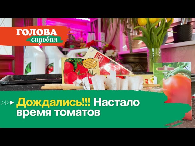 Настало время томатов