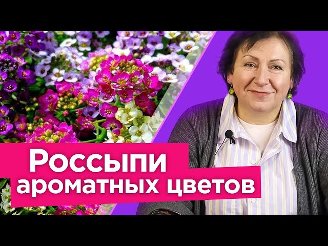 Посейте этот цветок сразу в грунт и наслаждайтесь пышным цветением и медовым ароматом до морозов