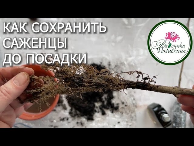 Как сохранить купленные рано растения до посадки