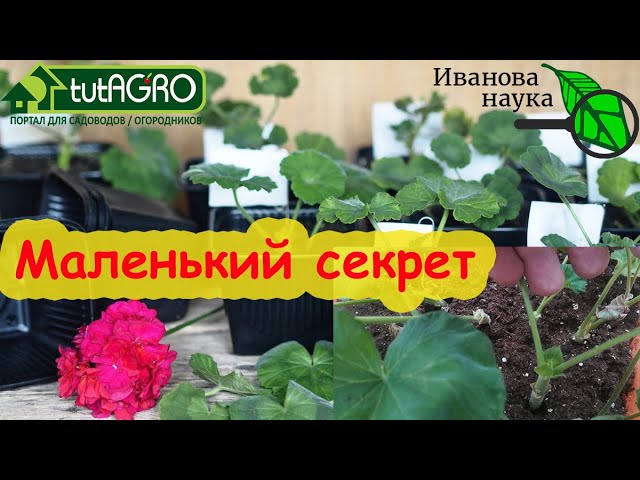 100 % рабочий способ укоренить черенки пеларгонии и других растений