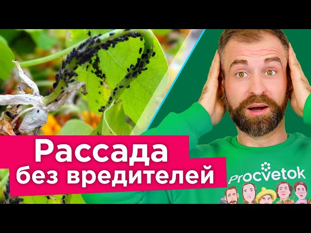 Спасаем рассаду от всех вредителей