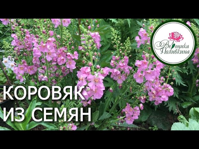 Коровяк из семян