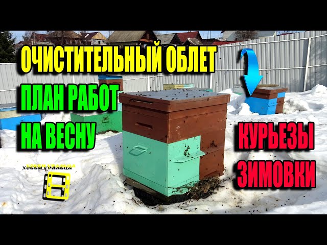 Первый облет пчел