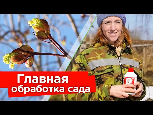 Первая и главная обработка сада весной