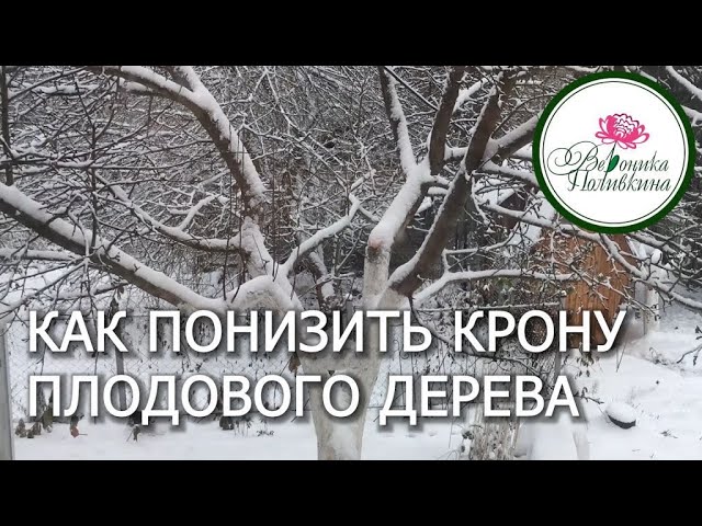 Как понизить высоту плодовых деревьев