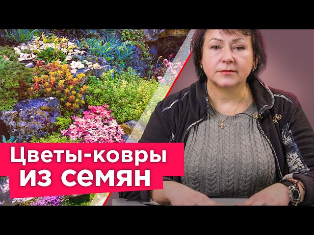 Хотите ковер из цветов - просто посейте эти растения