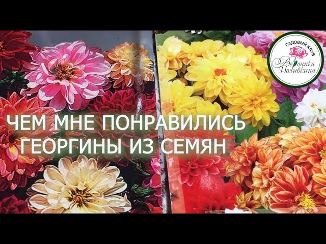 Новый взгляд на георгины