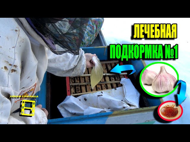 Лечебная подкормка пчел весной