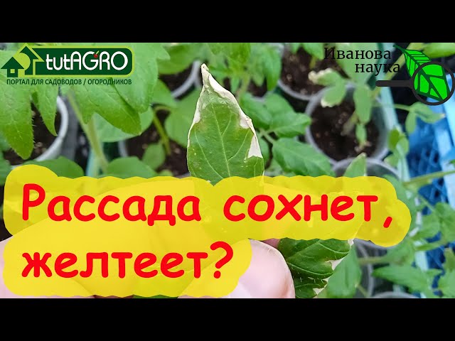 Рассада желтеет, сохнет, плохо растет - решение очень простое