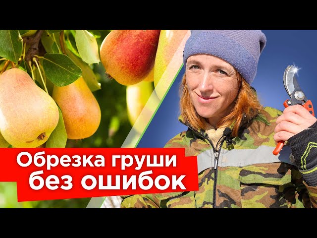 Обрезка груши весной