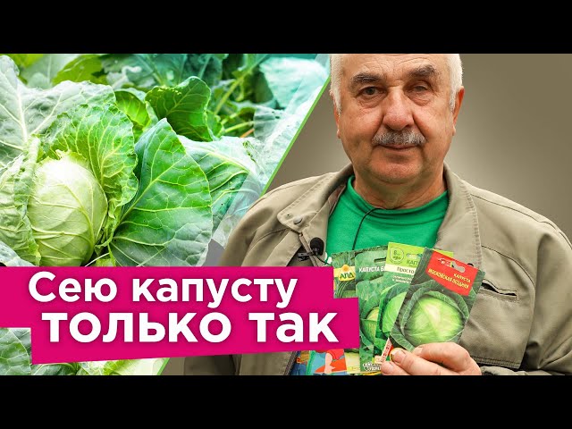 Коварная ошибка при посеве капусты