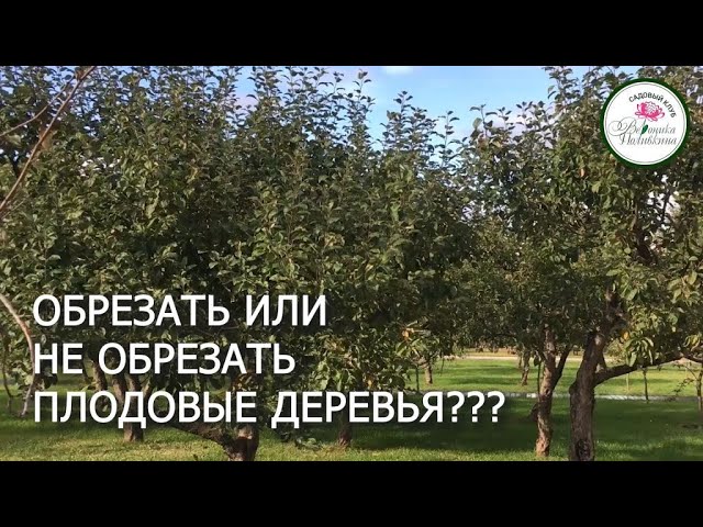 Обрезать или не обрезать плодовые деревья