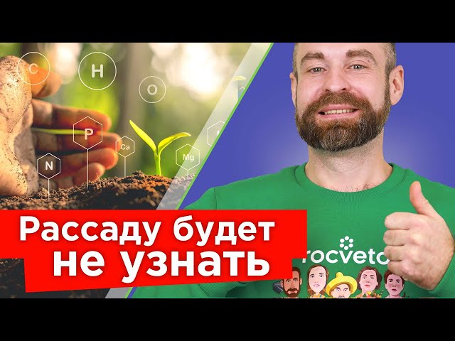 Рассада станет изумрудно-зеленой, толстой и крепкой