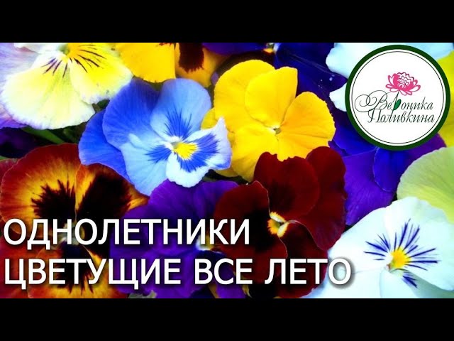 Однолетники цветущие все лето