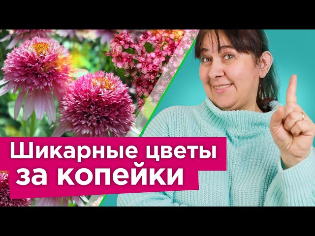 Многолетники и кустарники, которые быстро преобразят ваш сад