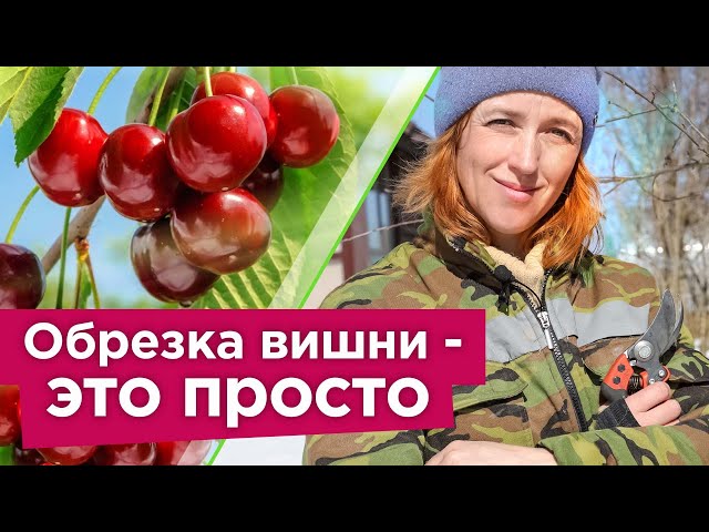 Как обрезать вишню весной