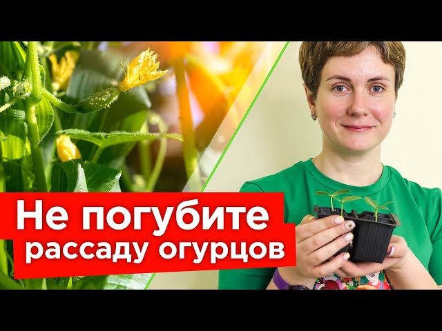 Вот что нужно сделать сразу, чтобы не испортить рассаду огурцов