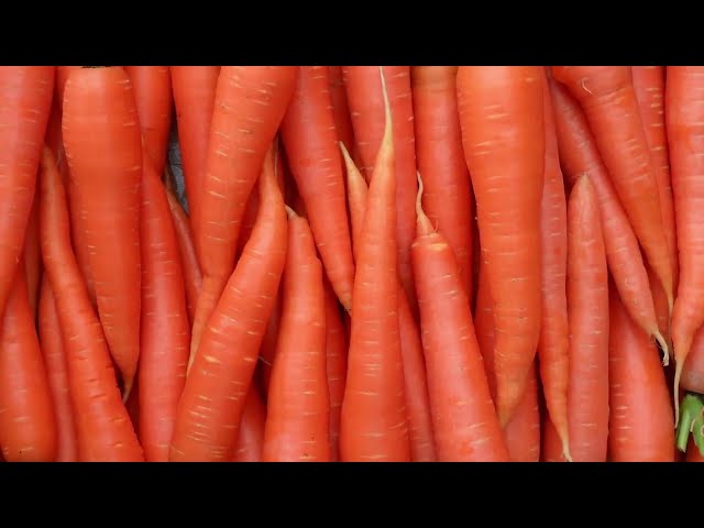 Посев ранней моркови для летнего урожая
