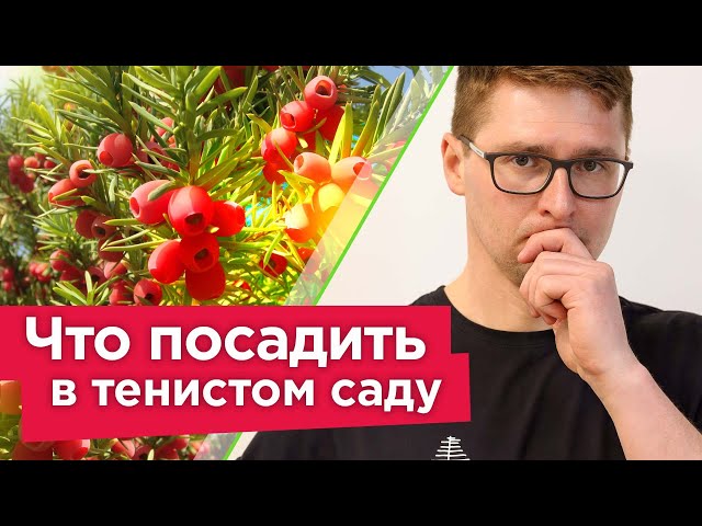 Самые красивые кустарники для тени