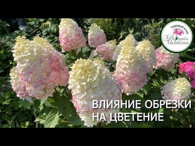 Влияние обрезки на цветение гортензии