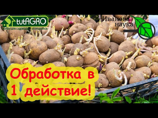 Для вкусного картофеля обработайте клубни перед посадкой и получите большой урожай