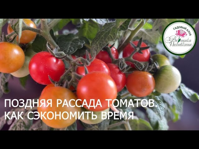 Поздняя рассада томатов