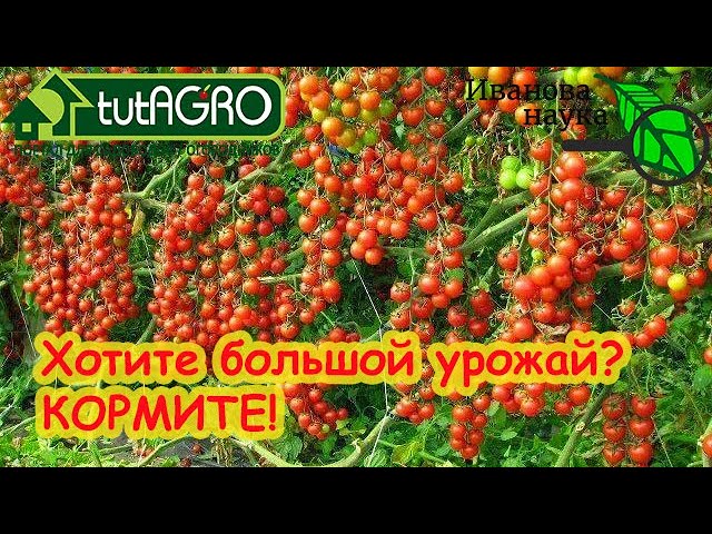 Полная схема подкормки томата на большой и вкусный урожай