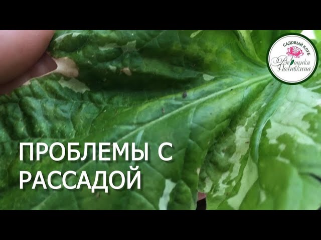 Основные проблемы рассады