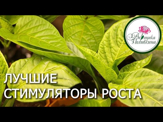 Лучшие стимуляторы роста