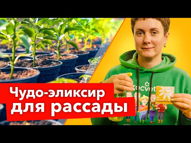 Рассада зеленеет и растет на глазах