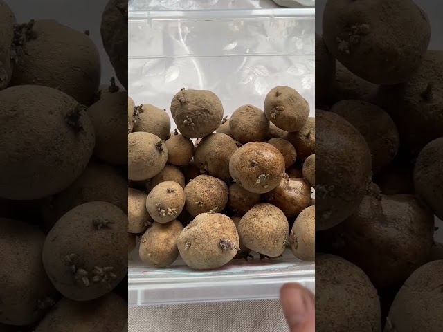 Подготовка семенного картофеля