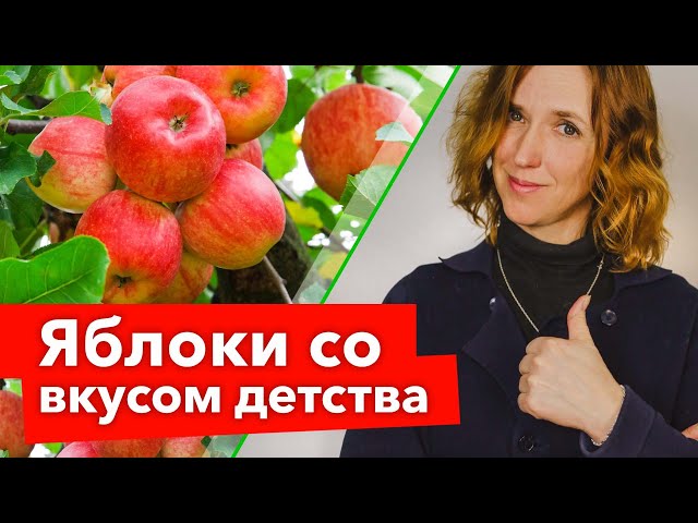 Старинные сорта яблонь, от которых я никогда не откажусь