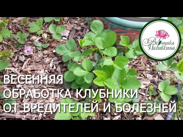 Весенняя обработка клубники от вредителей и болезней