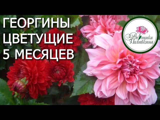 Георгины, цветущие 5 месяцев