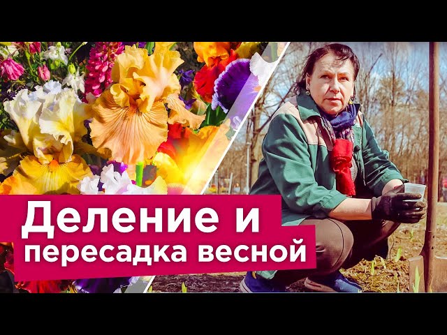 Что я делаю с ирисами весной для пышного цветения