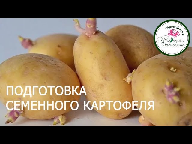 Семенной картофель